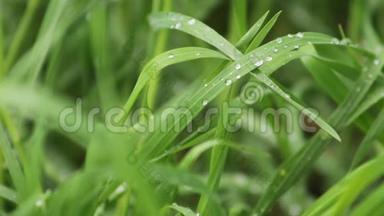 鲜绿的小草，滴着露珠紧紧地贴着.